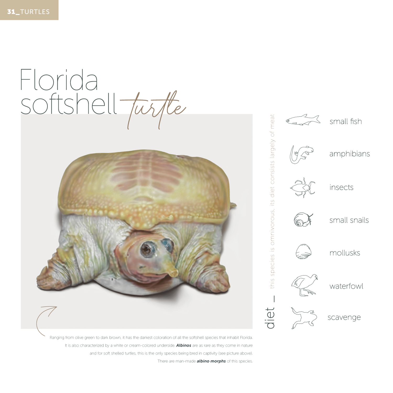 Florida_softshell_turtle