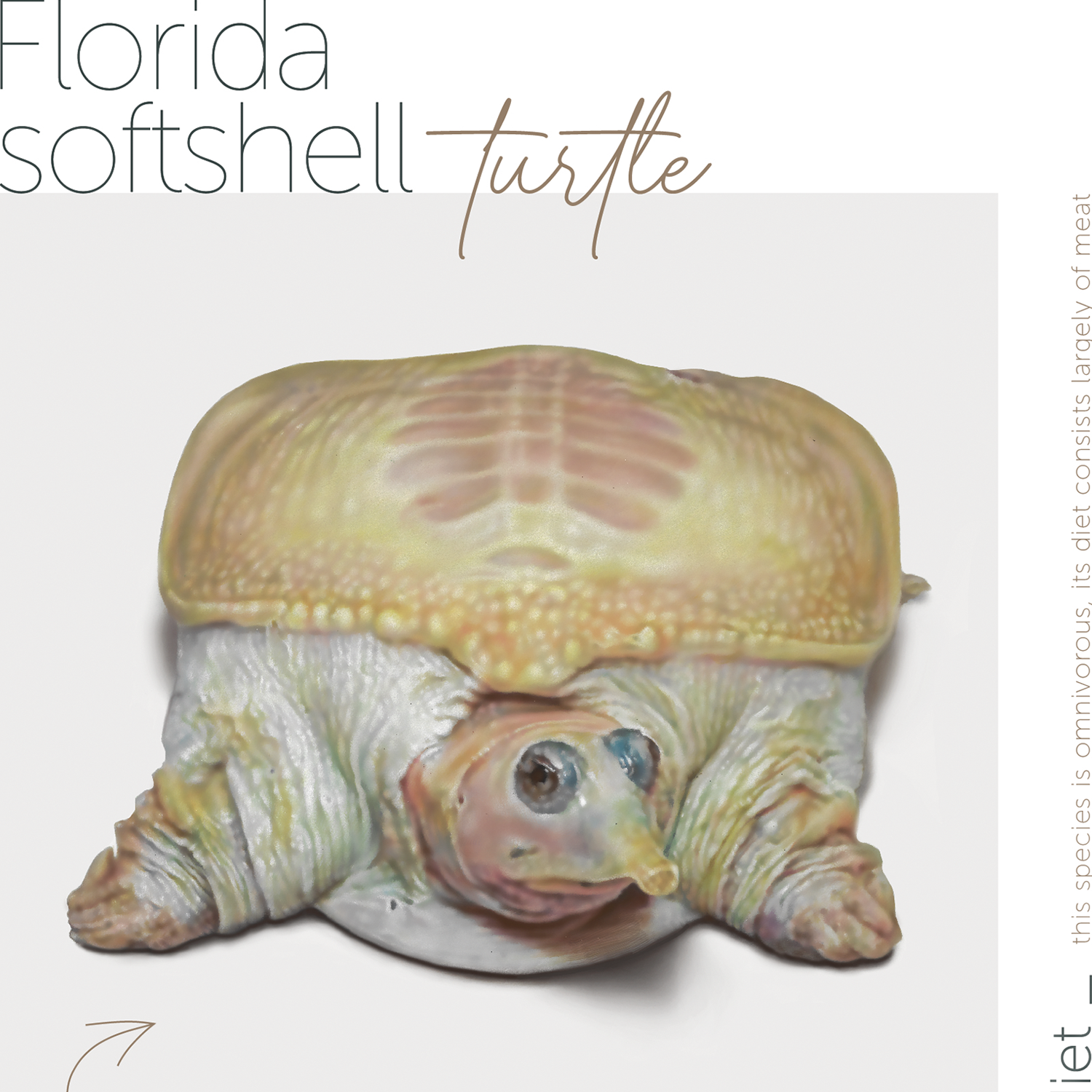 Florida_softshell_turtle