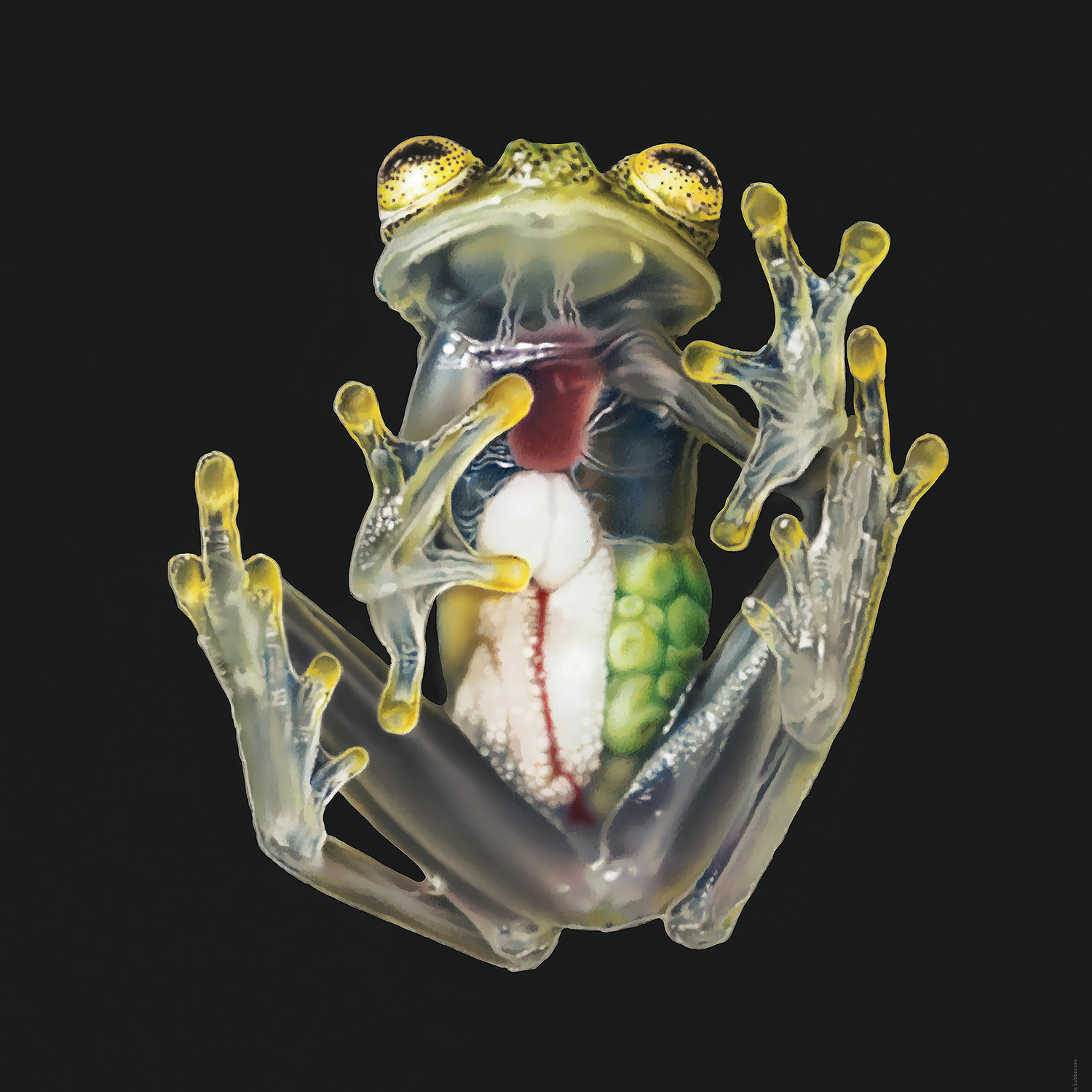 Glass_frog
