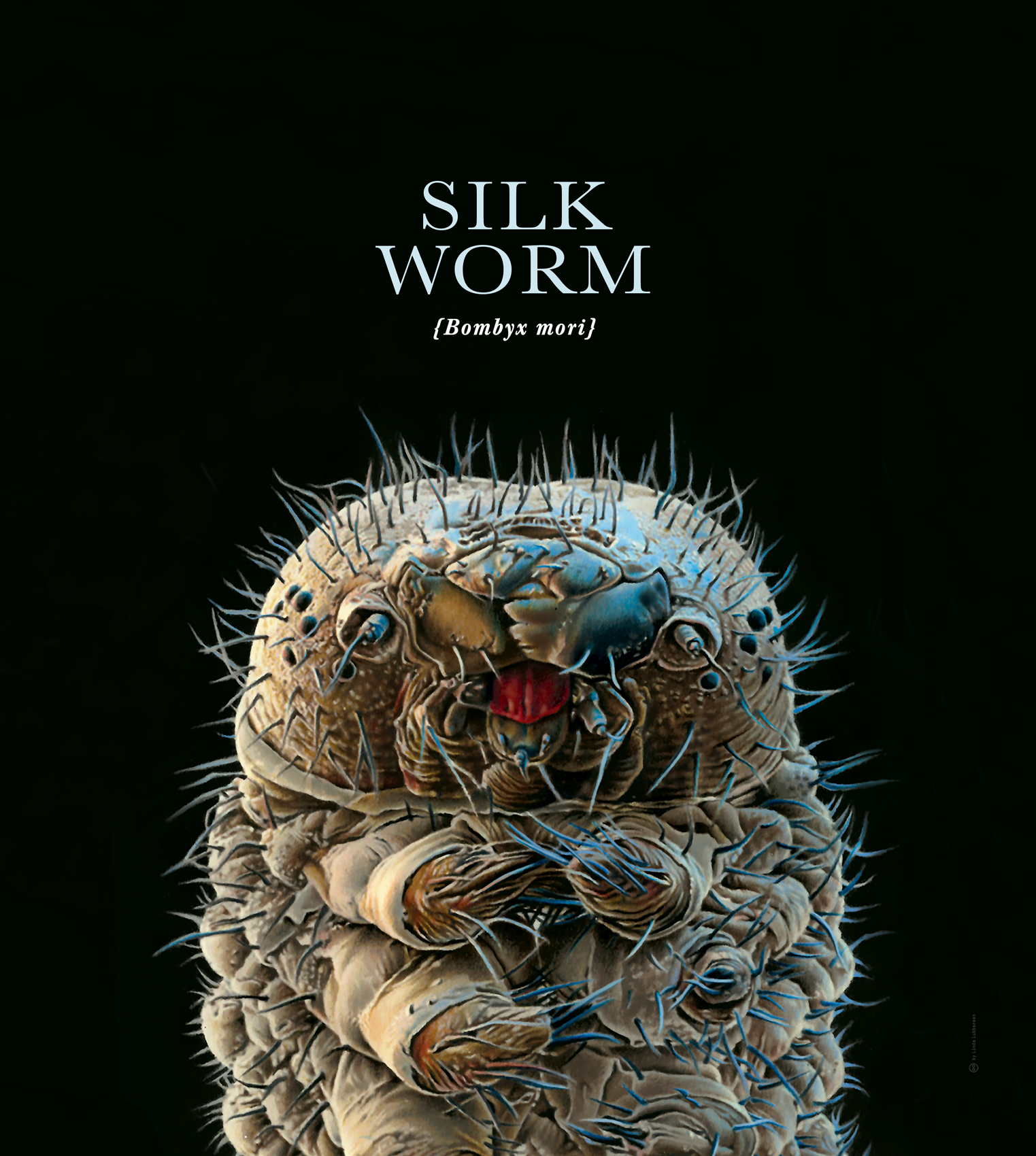 Silkworm_3