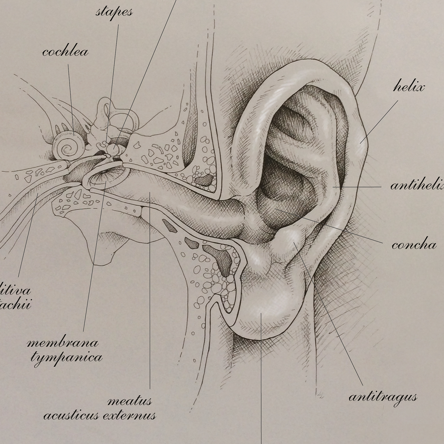 the-ear