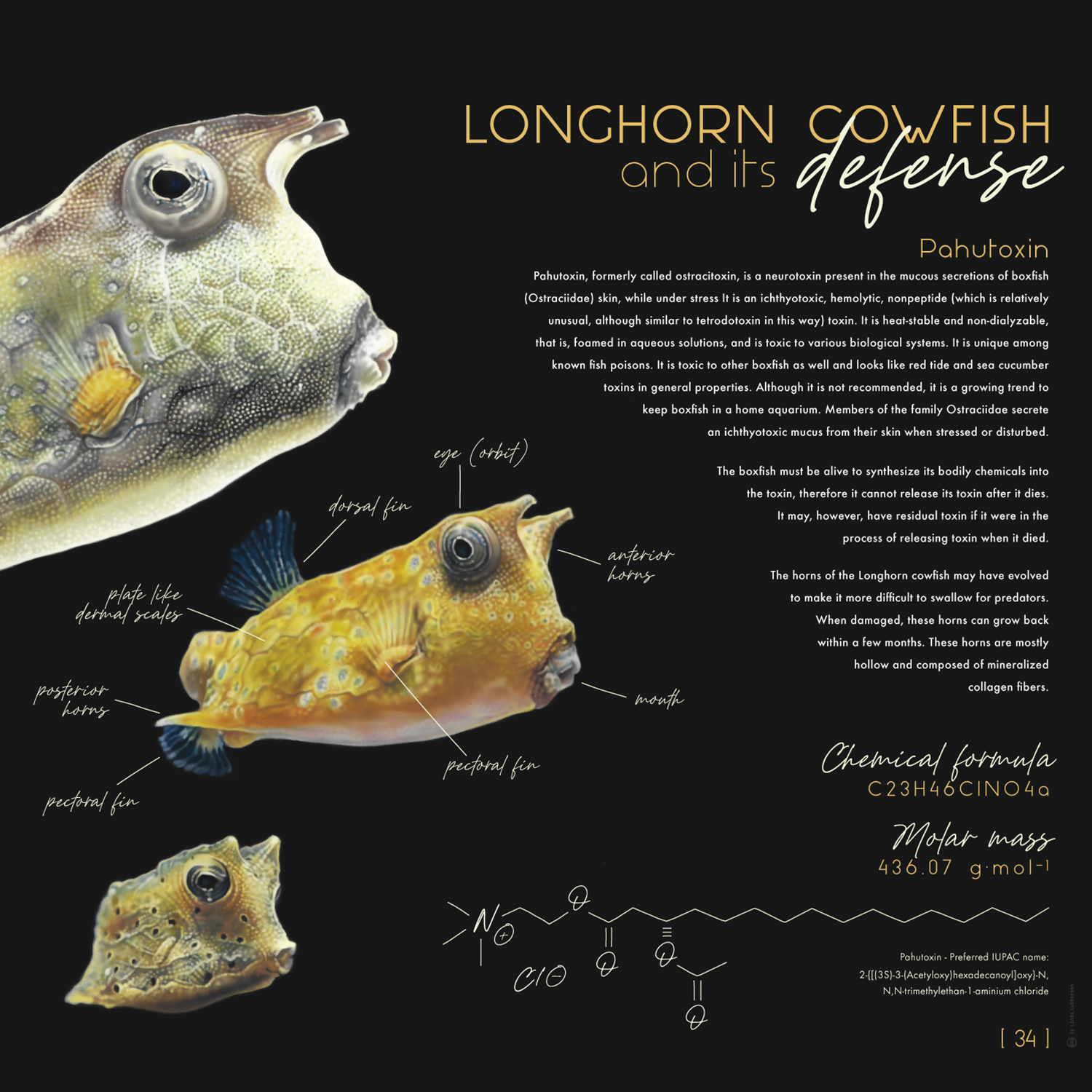 longhorn_cowfish