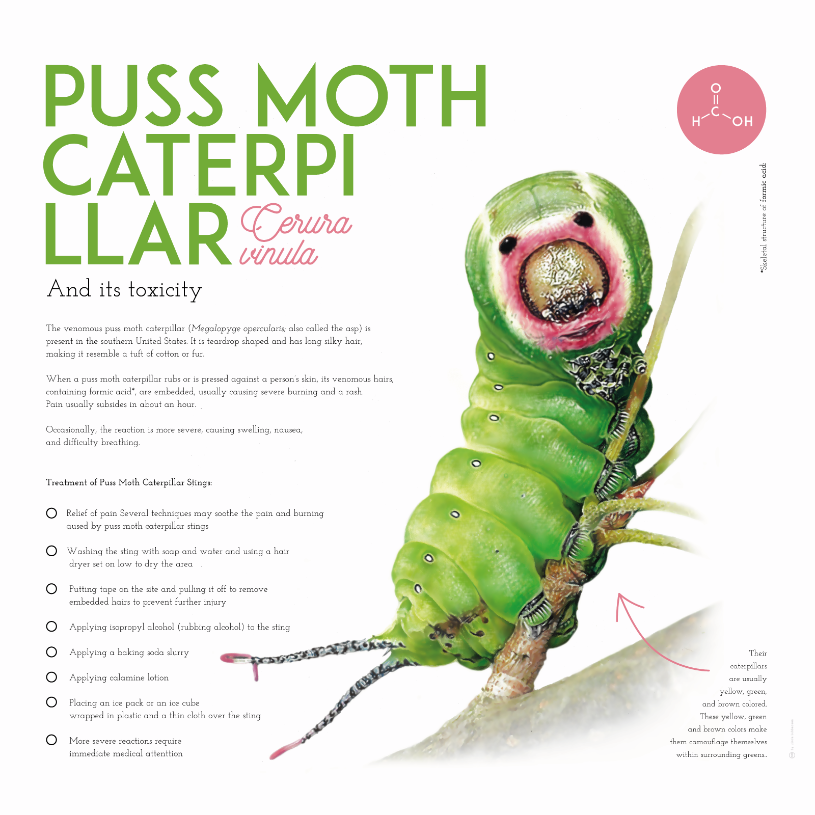 Puss_moth_caterpillar