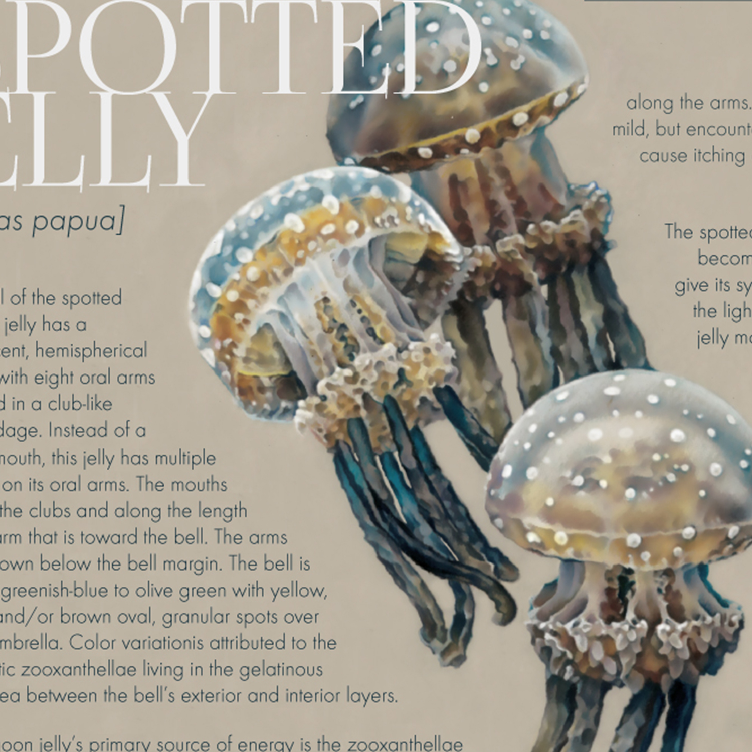 the_spotted_jelly